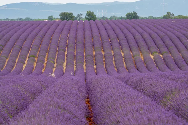 Toeristische Bestemming Zuid Frankrijk Kleurrijke Aromatische Lavendel Lavandinevelden Bloei Juli — Stockfoto