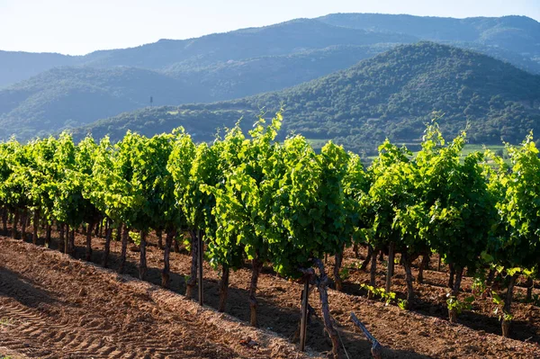 南東部フランスのプロヴァンス アルプ コート ダジュール地方のヴァール県 7月のブドウ畑 町の近くの若い緑のブドウでワインを作るサン トロペ プロヴァンスワイン — ストック写真