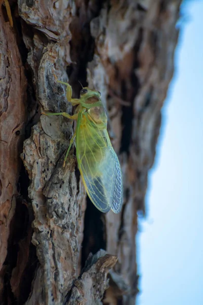 Símbolo Provenza Día Joven Insecto Verde Cicada Orni Sienta Primer —  Fotos de Stock