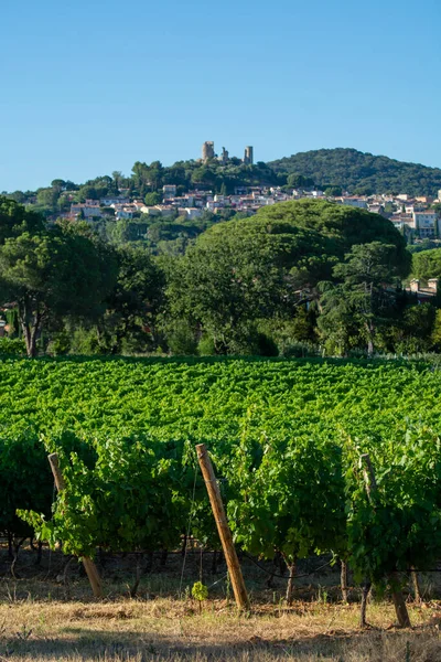Wine Making Department Var Provence Alpes Cote Azur Region Southeastern — Stock Photo, Image