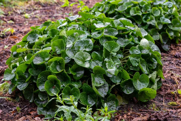 Botanik koleksiyonu, yazın asarum europaeum tıbbi bitkisinin yeşil yaprakları.