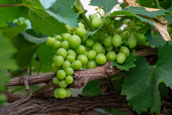 Ramo Uvas Mesa Verdes Inmaduras Que Cuelgan Planta Uva Viñedo —  Fotos de Stock