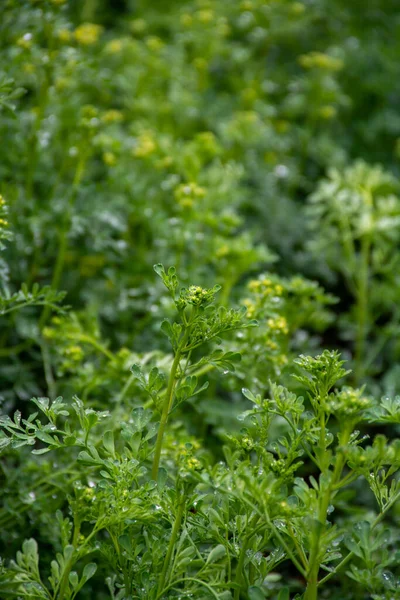 鲁塔石榴药用植物 Ruta Graveolens Medicinal Plant或Strong Smelling Rue 俗称Rue或Herb Grace 是鲁塔植物的一种 — 图库照片