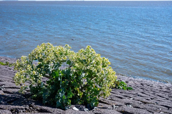 Ботаническая Коллекция Белый Цветок Съедобного Морского Растения Crambe Maritima Морской — стоковое фото