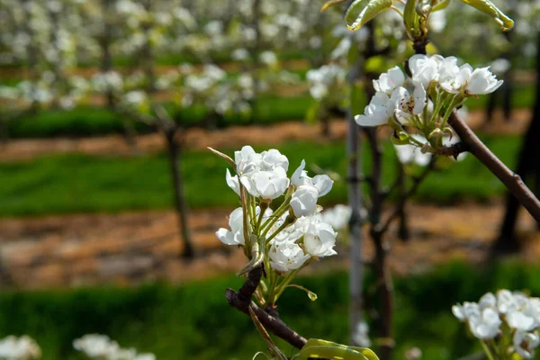 Organic Farming Netherlands Rows Blossoming Pear Trees Fruit Orchards Zeeland — Stock Photo, Image