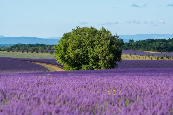 Туристическое Направление Юге Франции Красочные Ароматные Лаванды Лаванды Поля Цвету — стоковое фото