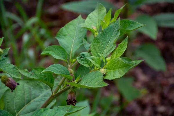 Botanical Collection Atropa Belladonna Commonly Known Belladonna Deadly Nightshade Poisonous — Stock Photo, Image