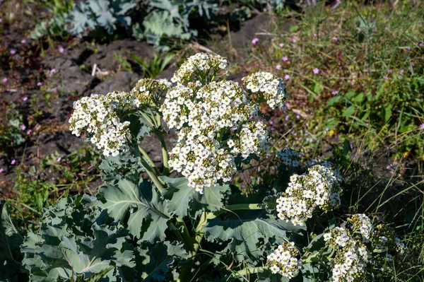 Colección Botánica Flor Blanca Eadible Planta Costera Mar Crambe Maritima — Foto de Stock