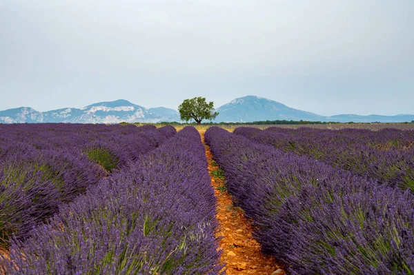 Destinazione Turistica Nel Sud Della Francia Colorati Campi Aromatici Lavanda — Foto Stock