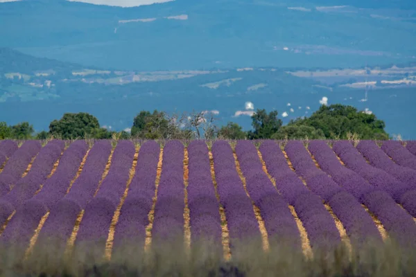 Destino Turístico Sul França Lavanda Aromática Colorida Campos Lavanda Flor — Fotografia de Stock