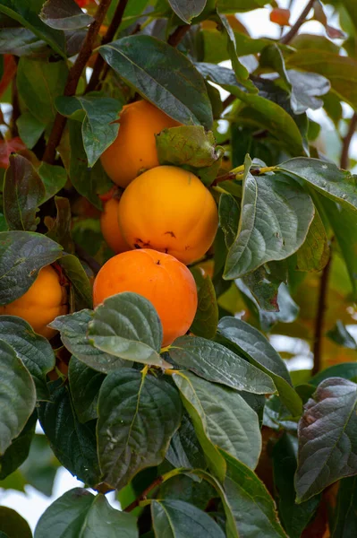 Persimmons Fruit Tree Ripe Sweet Orange Fruits Ready Harvest — Stock Photo, Image