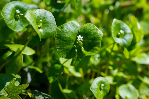Frühlingsblüte Des Grünen Claytonia Perfoliata Oder Bergmannssalat Indischer Salat Frühlingsschönheit — Stockfoto