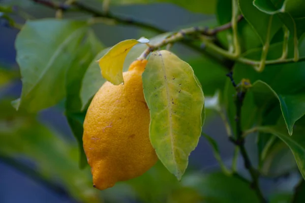 Limoni Gialli Agrumi Appesi All Albero Limone Giardino Vicino — Foto Stock