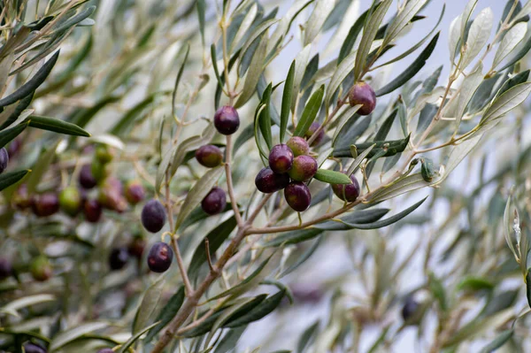 Ripe Black Green Olives Hanging Olive Tree Ready Harvest — Stock Photo, Image