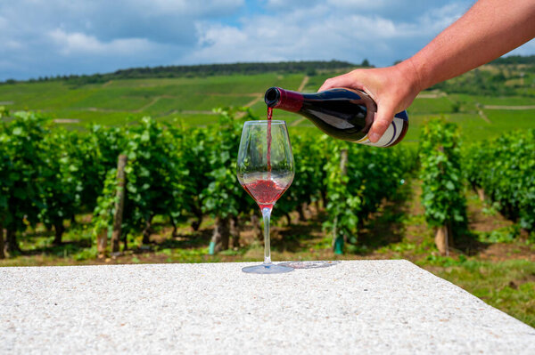 Сомелье или официант наливает бордовое красное вино из виноградников Grand Cru pinot noir, бокал вина и вид на зеленые виноградники в Бургундии Кот-де-Нуитс винный регион, Франция летом