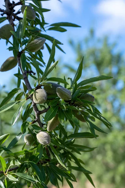 Mandelnüsse Die Sommer Baum Reifen Anbau Von Mandeln Der Provence — Stockfoto