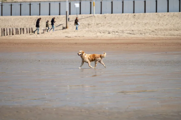 Playful Dog Enjoying Cold Water North Sea Sandy Beach Zoutelande — Stock Photo, Image