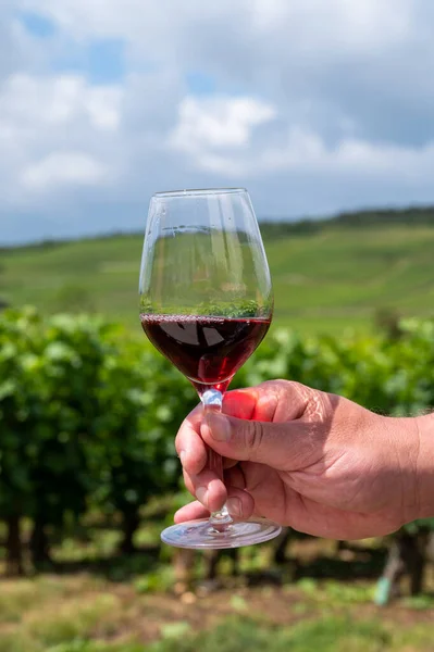 Tasting of burgundy red wine from grand cru pinot noir  vineyards, hand holdng glass of wine and view on green vineyards in Burgundy Cote de Nuits wine region, France in summer