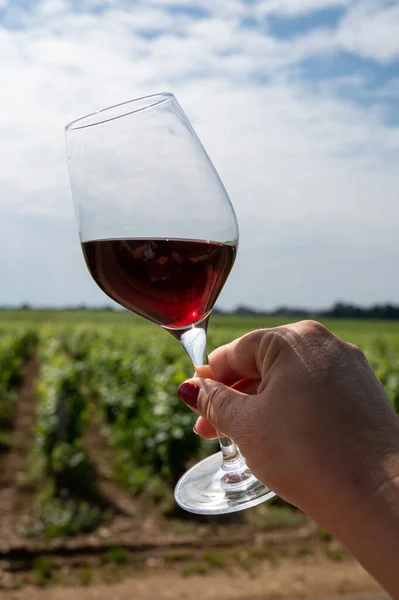 Tasting of burgundy red wine from grand cru pinot noir  vineyards, hand holding glass of wine and view on green vineyards in Burgundy Cote de Nuits wine region, France in summer