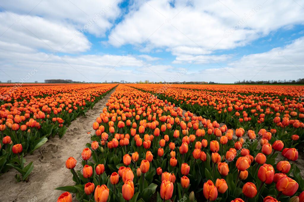 Tulip bulbs production industry, colorful tulip flowers fields in spring blossom in Netherlands