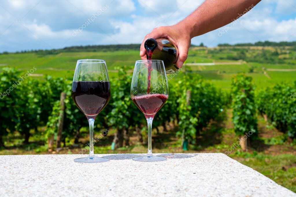 Sommelier or waiter pouring of burgundy red wine from grand cru pinot noir vineyards, glass of wine and view on green vineyards in Burgundy Cote de Nuits wine region, France in summer