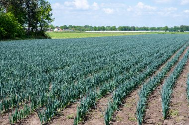Sırayla yetişen organik yeşil pırasa soğanlı tarım arazileri