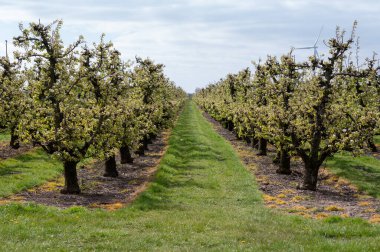 Hollanda 'da organik tarım, Zeeland' deki meyve bahçelerinde çiçek açan armut ağaçları..