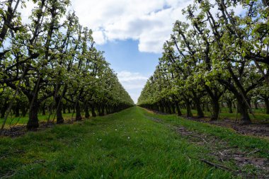 Hollanda 'da organik tarım, Zeeland' deki meyve bahçelerinde çiçek açan armut ağaçları..