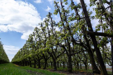 Hollanda 'da organik tarım, Zeeland' deki meyve bahçelerinde çiçek açan armut ağaçları..