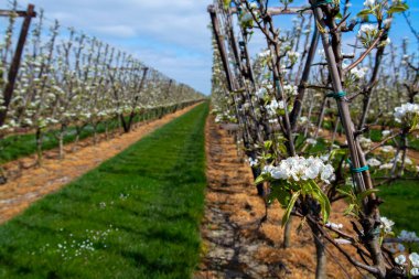 Hollanda 'da organik tarım, Zeeland' deki meyve bahçelerinde çiçek açan armut ağaçları..