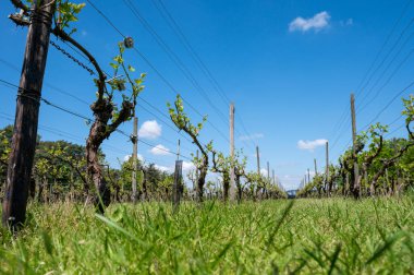 Kuzey Brabant 'taki Hollanda şaraphanesinde, Hollanda' daki yeşil üzüm bağlarında genç üzüm yaprakları filizleniyor