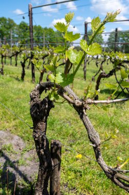 Kuzey Brabant 'taki Hollanda şaraphanesinde, Hollanda' daki yeşil üzüm bağlarında genç üzüm yaprakları filizleniyor