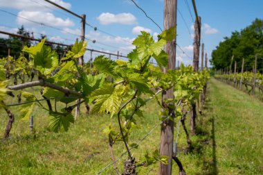 Kuzey Brabant 'taki Hollanda şaraphanesinde, Hollanda' daki yeşil üzüm bağlarında genç üzüm yaprakları filizleniyor