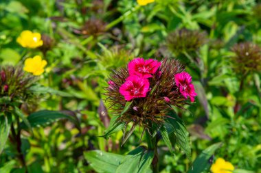 Colfus Dianthus Barbatus ya da çiçek açmış tatlı William Garden çiçekleri