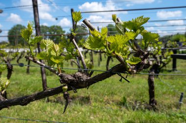 Kuzey Brabant 'taki Hollanda şaraphanesinde, Hollanda' daki yeşil üzüm bağlarında genç üzüm yaprakları filizleniyor