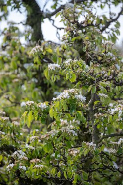 Hollanda 'da organik tarım, Zeeland' deki meyve bahçelerinde çiçek açan armut ağaçları..