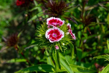 Colfus Dianthus Barbatus ya da çiçek açmış tatlı William Garden çiçekleri