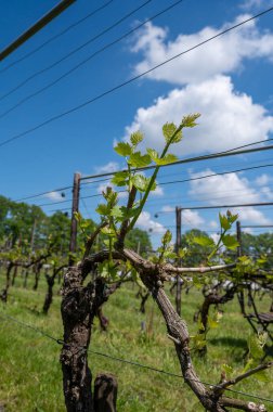 Kuzey Brabant 'taki Hollanda şaraphanesinde, Hollanda' daki yeşil üzüm bağlarında genç üzüm yaprakları filizleniyor