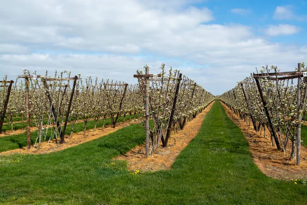 Hollanda 'da organik tarım, Zeeland' deki meyve bahçelerinde çiçek açan armut ağaçları..
