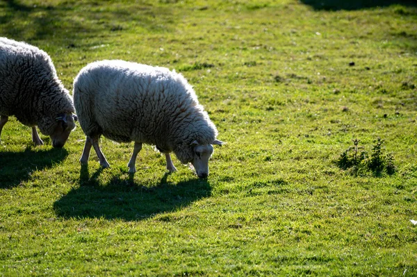 Group Adult Young Lambs Animals Grazing Grenn Grass Farm Zeeland — Stock Photo, Image