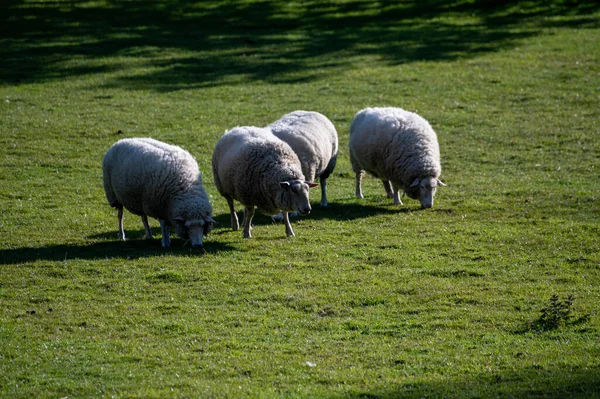 Grupo Corderos Adultos Jóvenes Que Pastan Pasto Granulado Una Granja — Foto de Stock