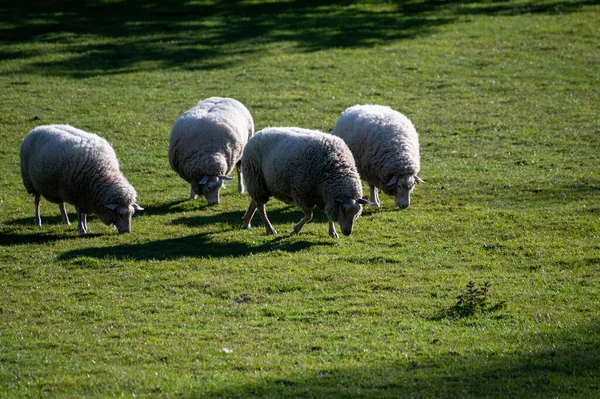 Gruppe Erwachsener Und Junger Lämmer Weidet Gras Auf Einem Bauernhof — Stockfoto