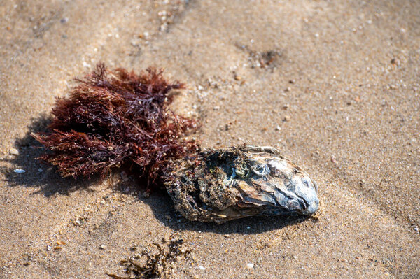 Wild creuse oysters on sandy beach at low tide, Zeeland, Netherlands