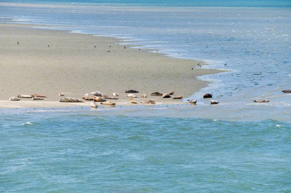 Raccolta Animali Gruppo Grandi Foche Marine Che Riposano Sulla Spiaggia — Foto Stock
