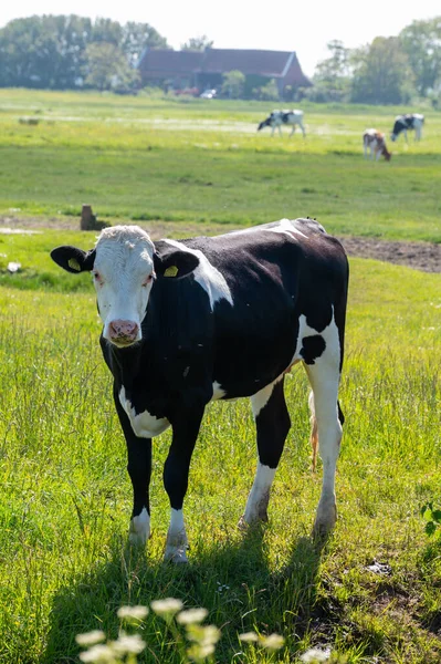 Rolnictwo Holandii Czarno Biała Krowa Wypasana Zielona Trawa Polderach Zeelandu — Zdjęcie stockowe