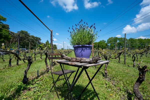 荷兰春天的葡萄园里 装饰木桌和开着紫色薰衣草花的紫罗兰花盆 — 图库照片