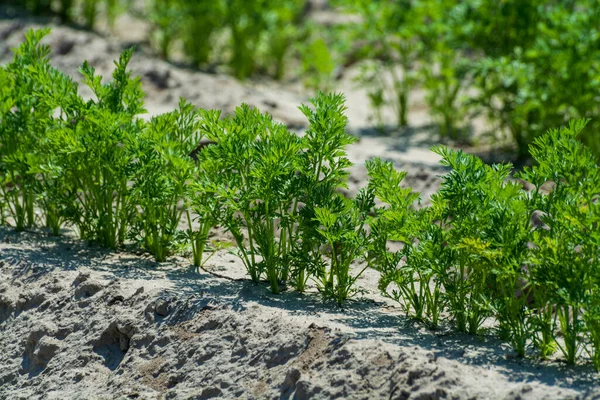 Hollanda Tarım Taze Havuç Yetiştiren Taze Havuç Bitkilerinin Olduğu Kumlu — Stok fotoğraf