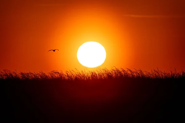 日落时鸟和草的黑色轮廓 背靠后 背靠太阳 — 图库照片