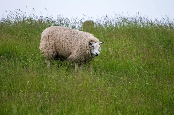 Tiersammlung Junge Und Alte Schafe Weiden Auf Grünen Wiesen Auf — Stockfoto