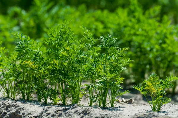 Agricultura Netherlads Campos Arenito Agrícola Com Plantas Crescentes Legumes Jovens — Fotografia de Stock